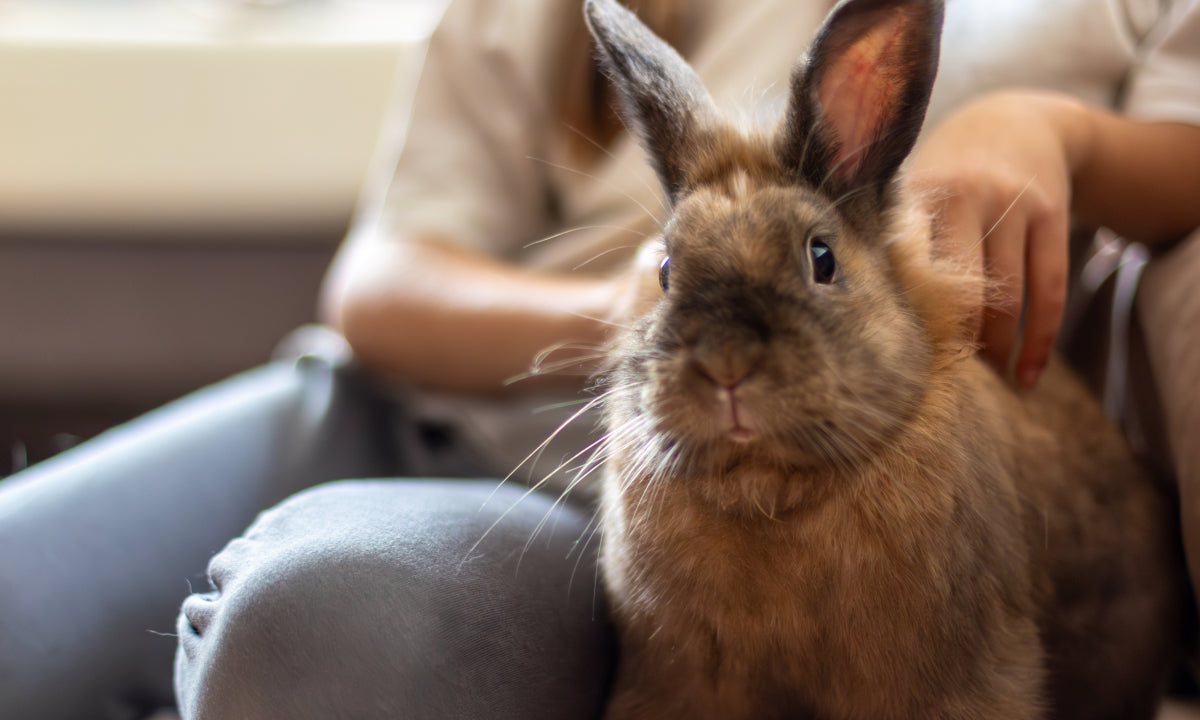 Come accogliere un coniglietto in casa