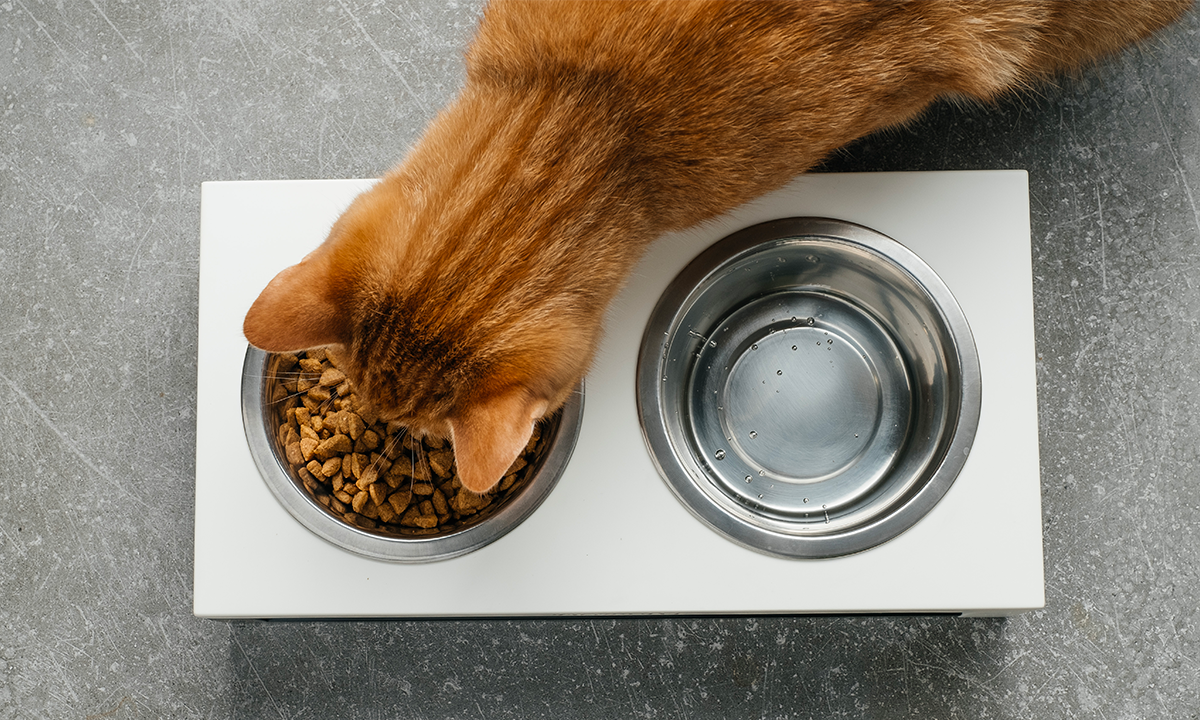 Alimento completo o complementare? Facciamo chiarezza sull’alimentazione del gatto