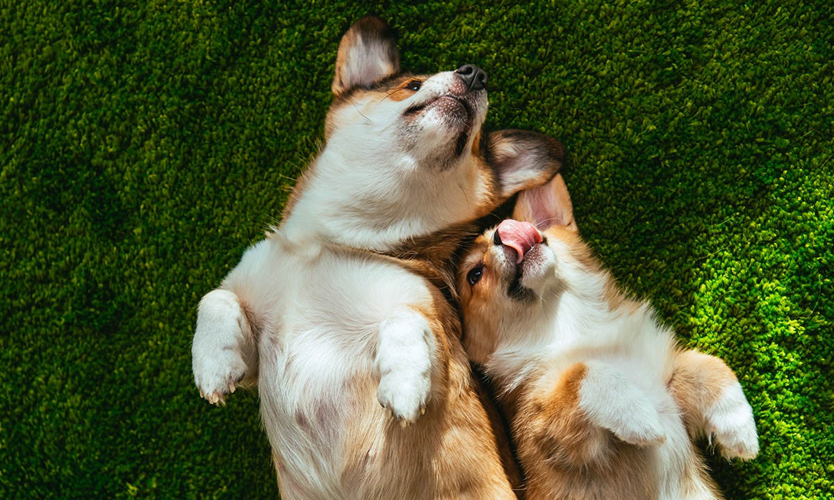 Antiparassitari per cani e gatti: come scegliere quello giusto e quando usarlo