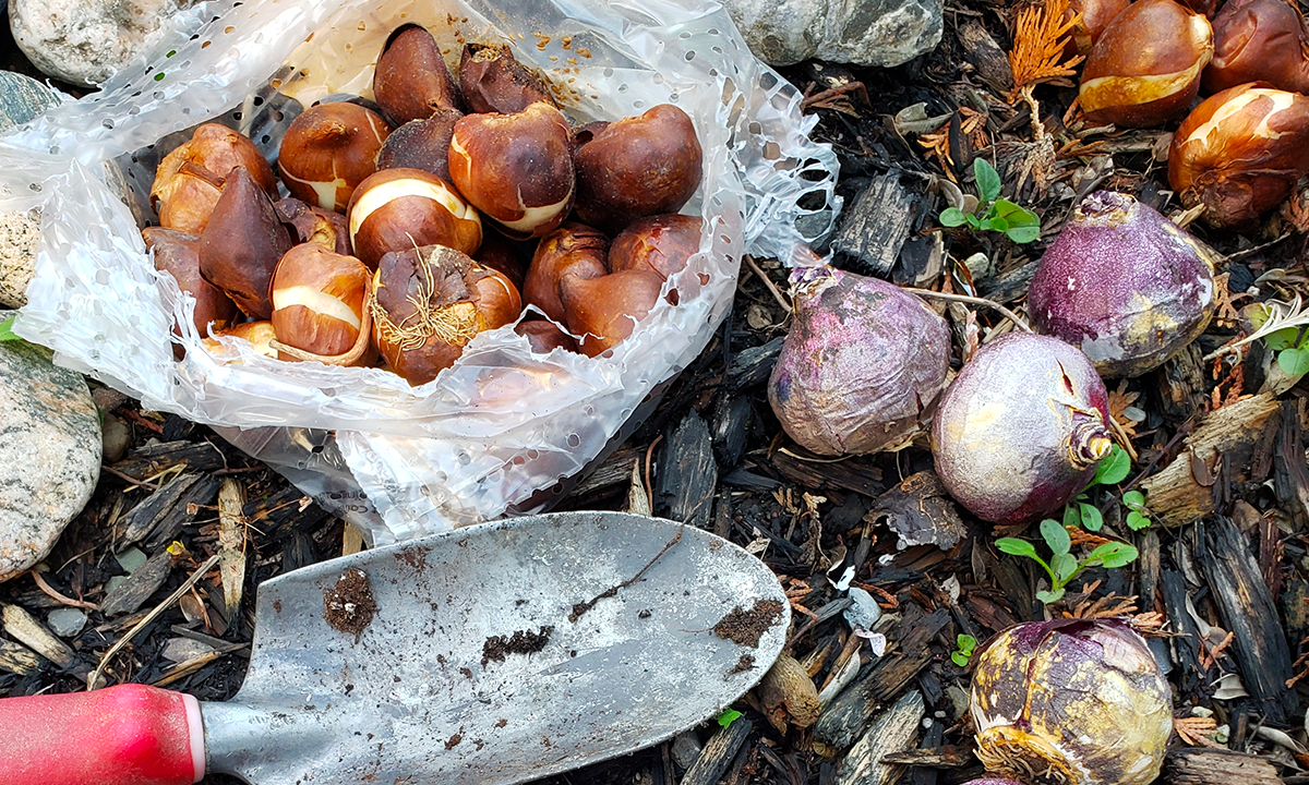 Bulbi autunnali: come piantarli in giardino e in casa
