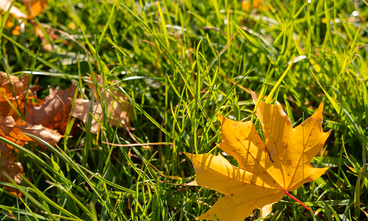 Come preparare il prato all’inverno: guida alla concimazione autunnale