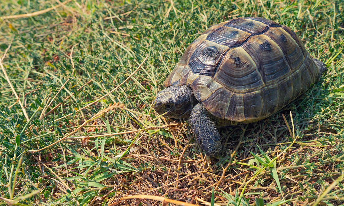 Come preparare la tartaruga al letargo controllato