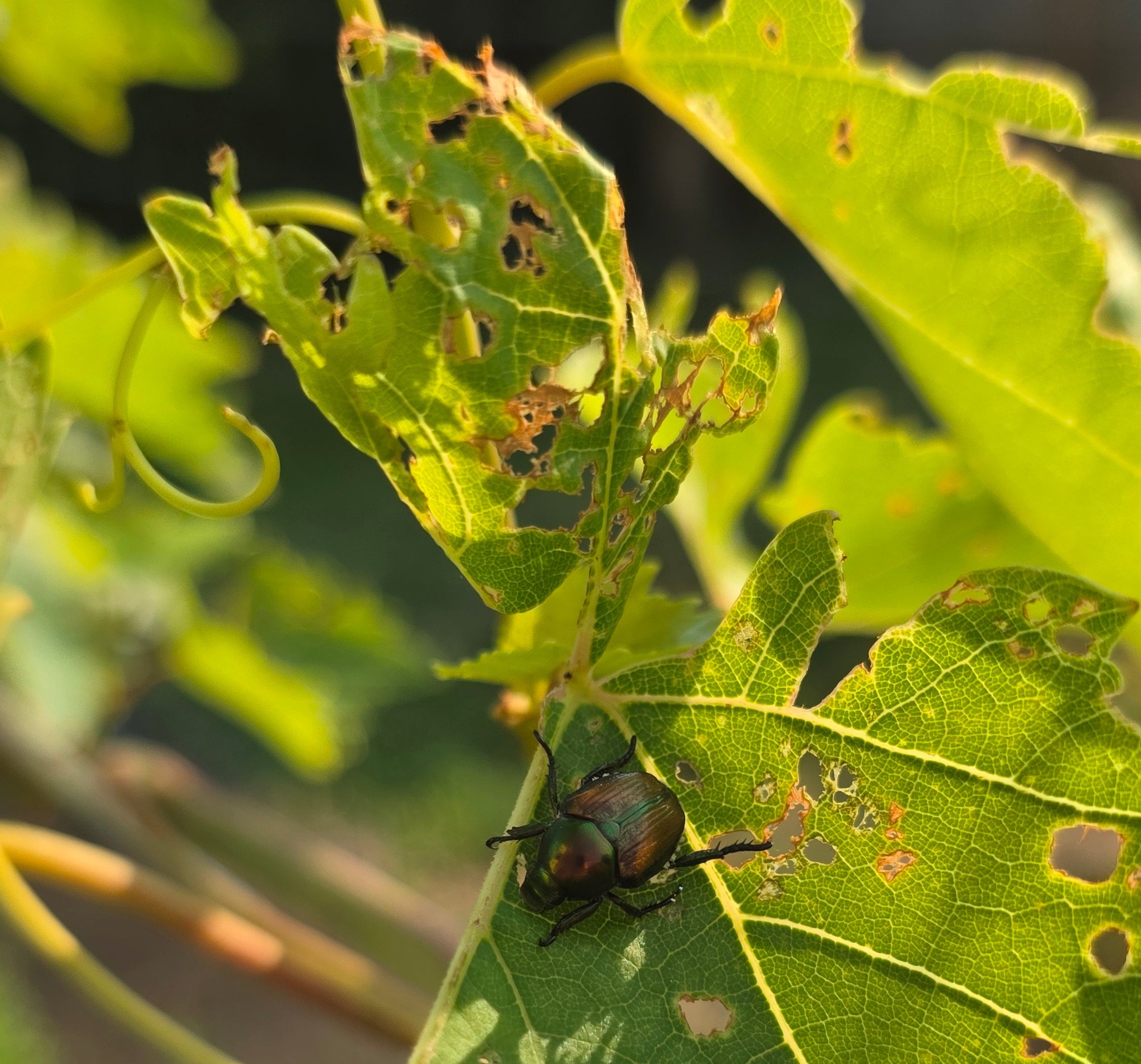 Come combattere la Popillia japonica: strategie efficaci per proteggere orto e giardino