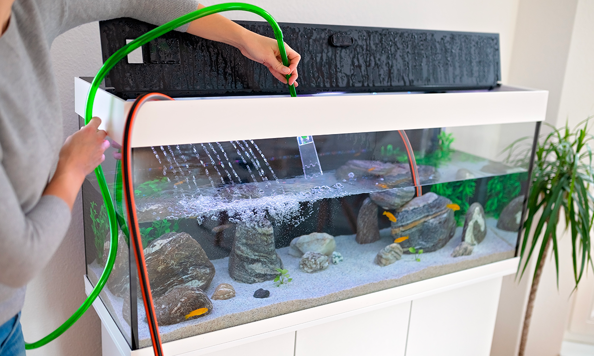 Ripristino acquario post-vacanze: la guida pratica al controllo dell’acqua