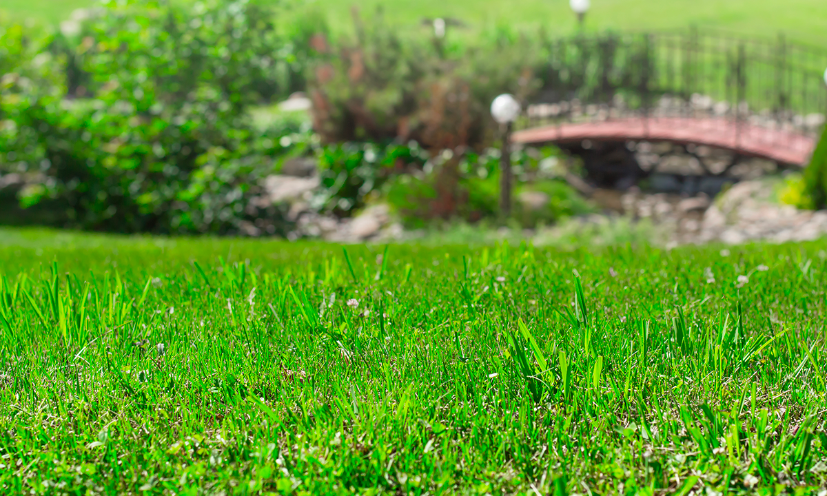 Quali sementi scegliere per il tuo prato: guida alla miscela perfetta