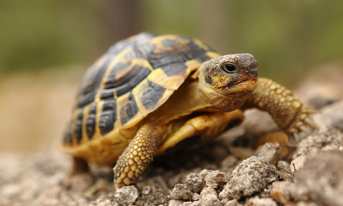 La Tartaruga Russa O Testuggine Di Horsfield - Foto 3