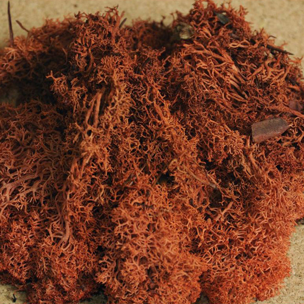 Muschio lichene rosso busta 30 gr 1