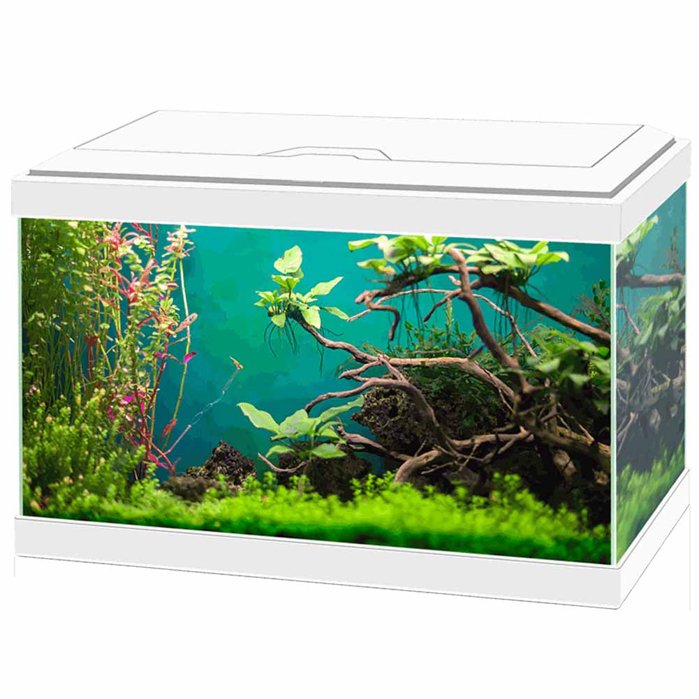 Acquario Askoll Ciano Aqua Light 20 LED 17L bianco 1