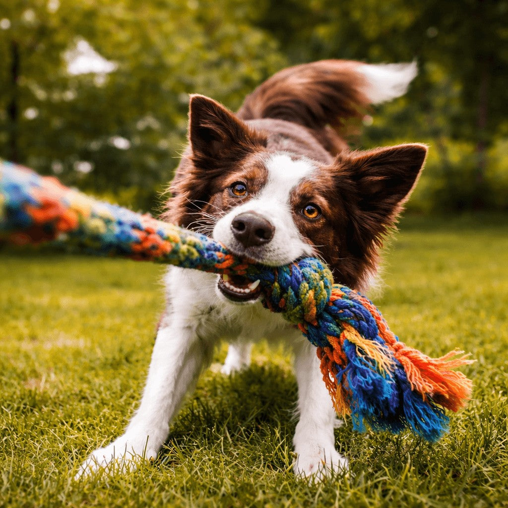 Corso Goodog - Il gioco - 9 Maggio