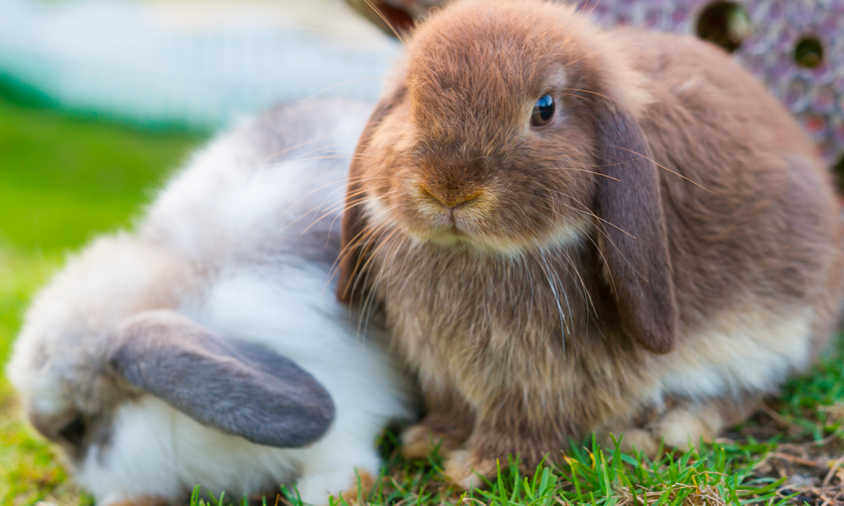Coniglio testa ariete: guida completa a cura, alimentazione e benessere