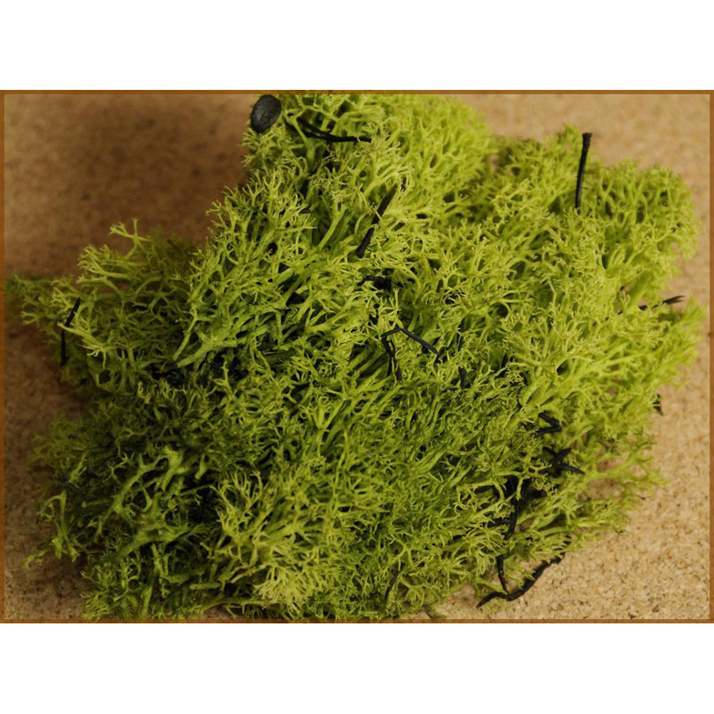 Muschio Lichene Verde Busta 100gr 1
