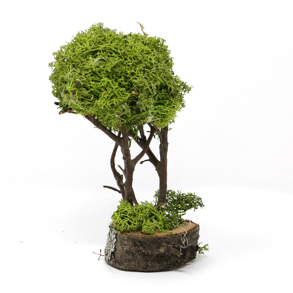 Albero di Lichene 6x6x16cm 1