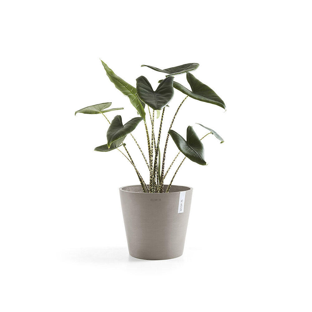 Vaso Amsterdam Ø30 cm Tortora Ecopots 2