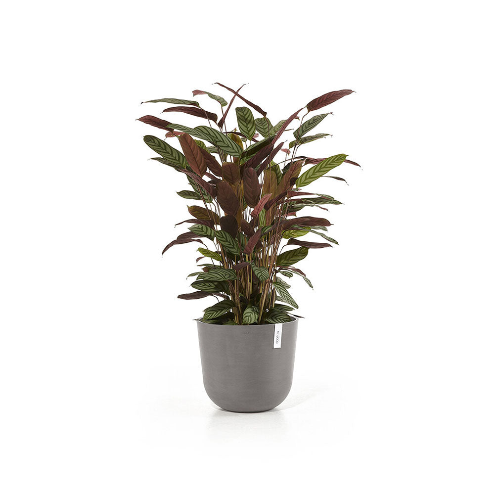 Vaso Oslo Ø35 cm Tortora Ecopots 2
