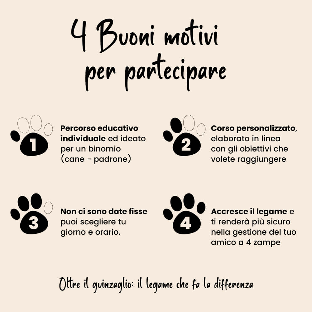 Corso GooDog  Standard