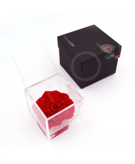 Rosa stabilizzata flowercube rosa rosso 12x12cm Ars Nova