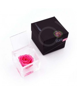 Rosa stabilizzata flowercube rosa rosa 6x6cm Ars Nova